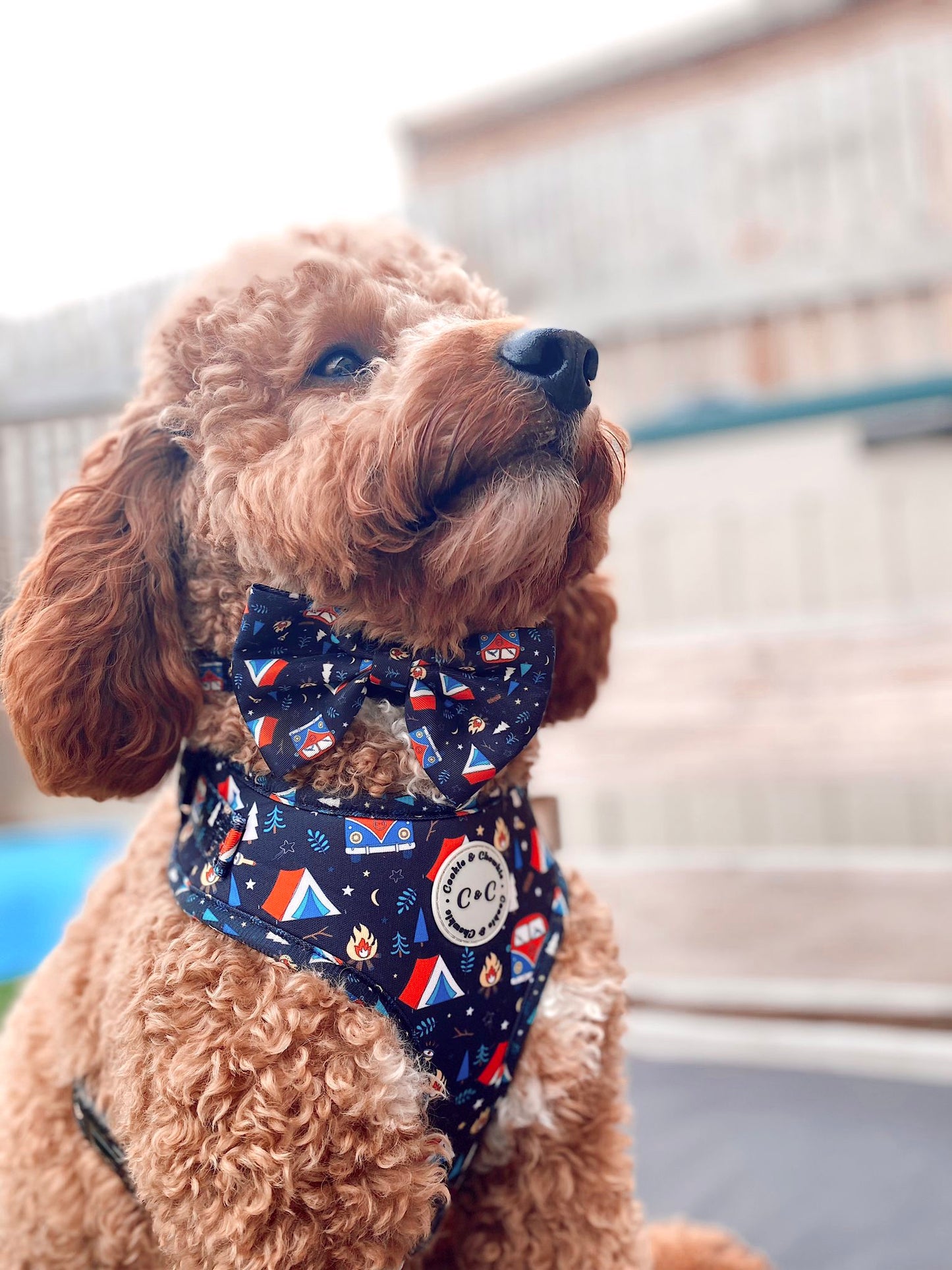 Adjustable Harness - 'The Good Life'