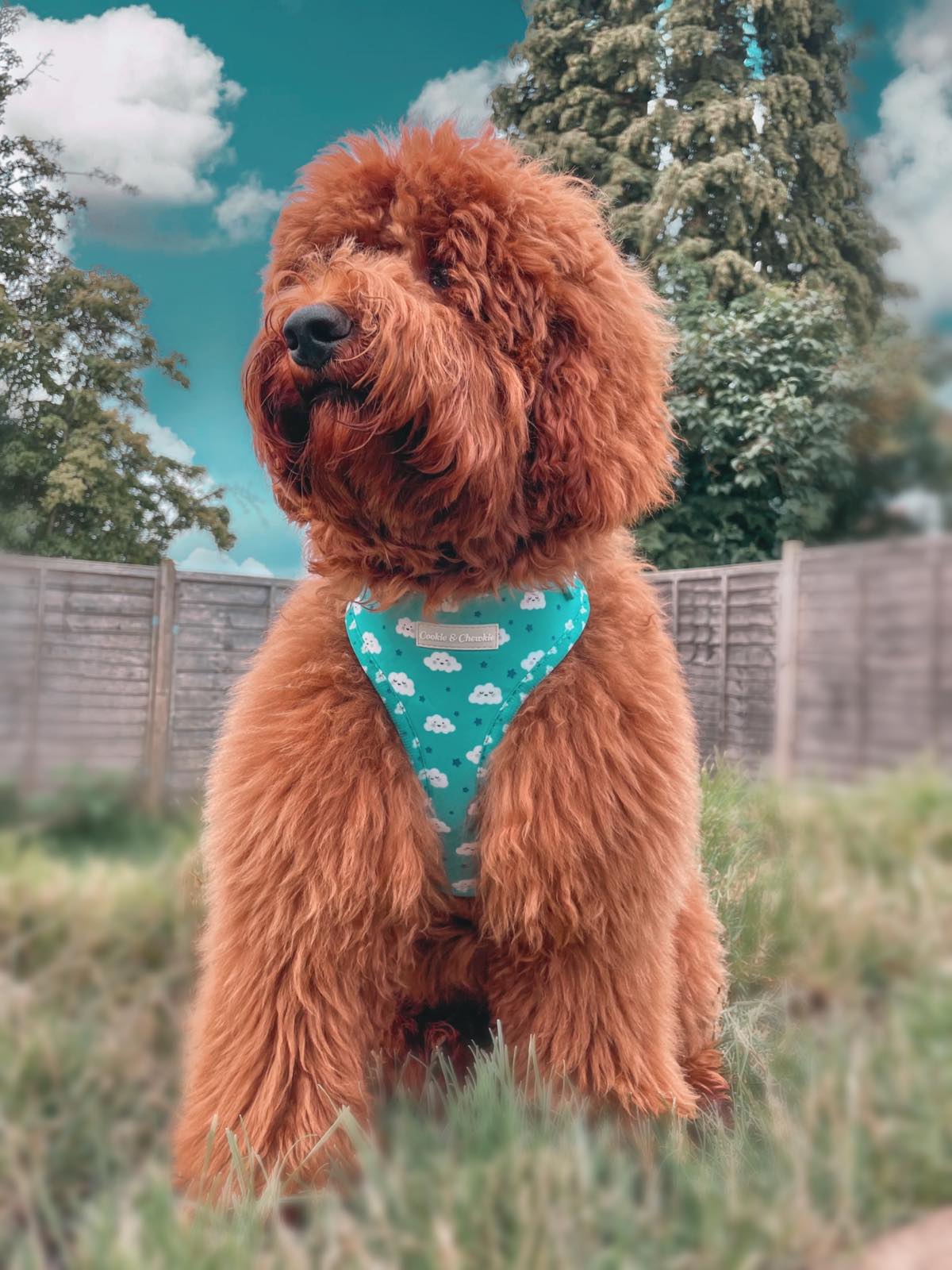 Chewkie Dreamy.jpg
