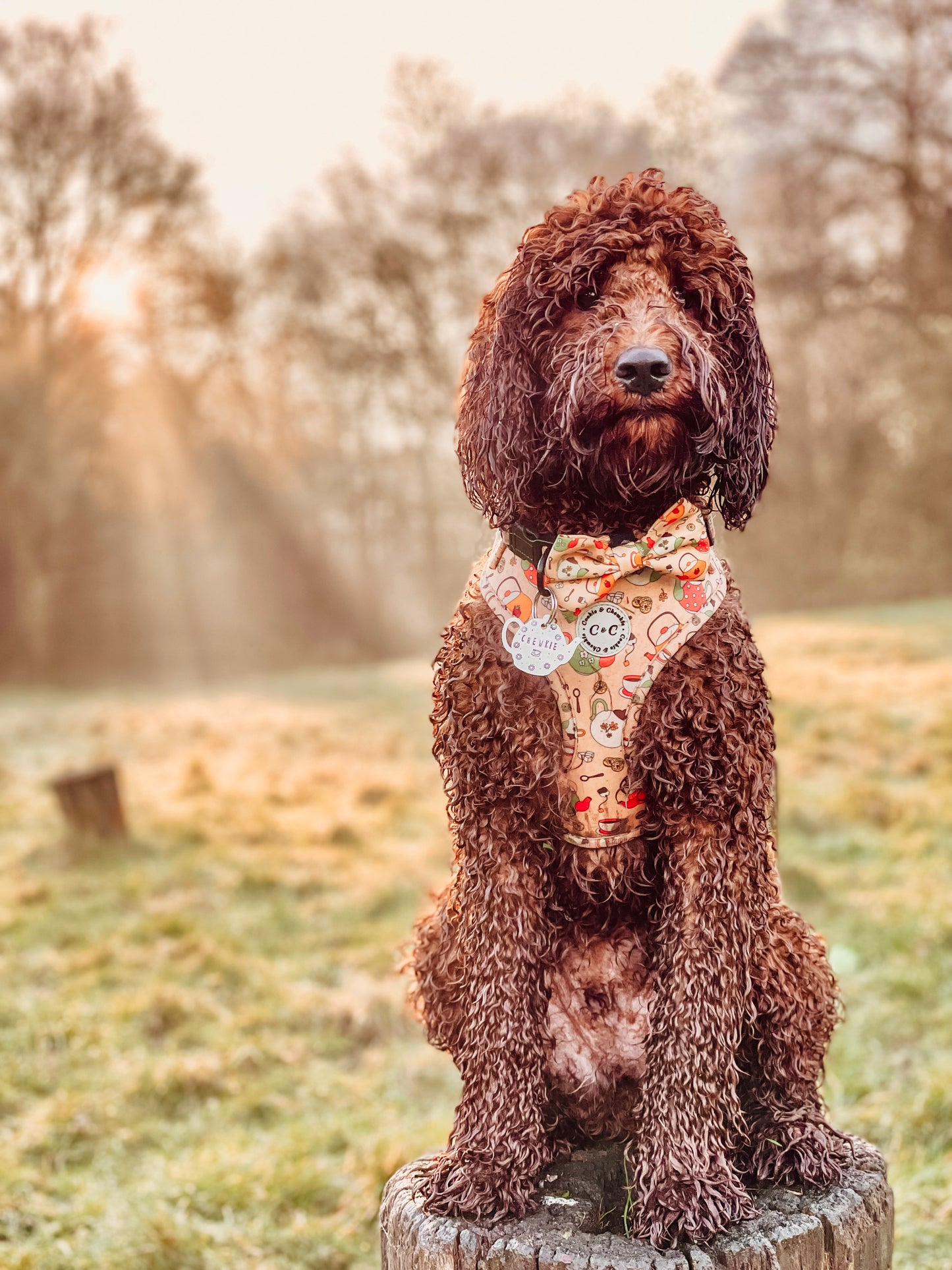 Bow Tie - 'Cup of Pawsitivitea'